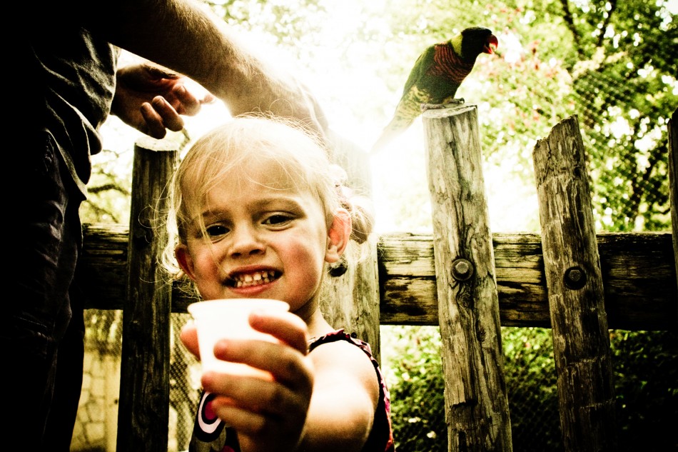 Feeding the Birds