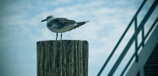 Seagull