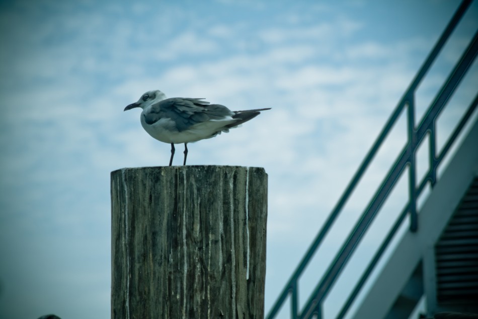 Seagull